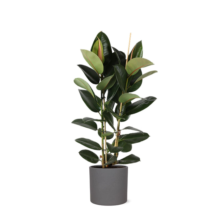 Ficus Elastica Robusta Och Dess Kruka