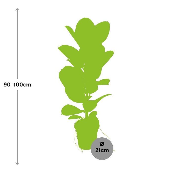 Ficus Elastica Robusta