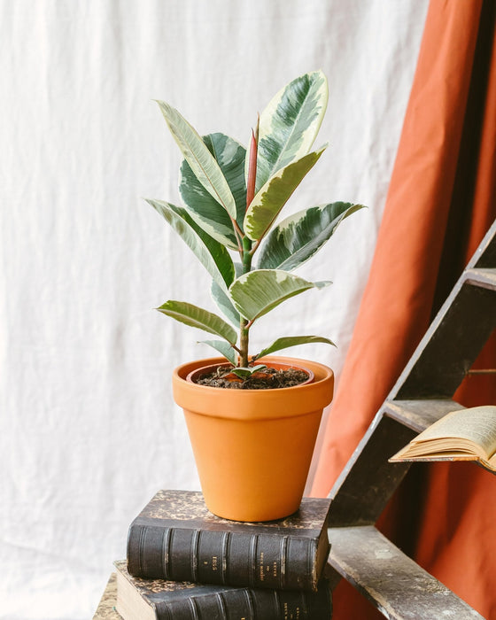 Ficus Elastica Tineke