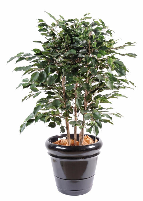 Ficus Exotica Konstgjord Buske För Inomhusbruk 80Cm