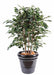 Ficus Exotica Konstgjord Buske För Inomhusbruk 80Cm