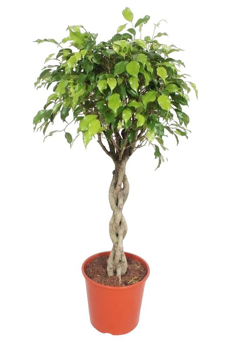 Ficus Exotica