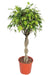 Ficus Exotica