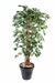 Konstgjord Ficus Lianas 150 Cm Grön Inomhusväxt