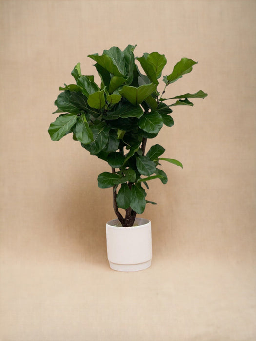 Ficus Lyrata