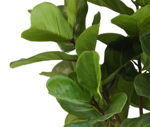 Ficus Lyrata - Konstgjorda Träd