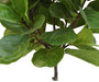 Ficus Lyrata - Konstgjorda Träd