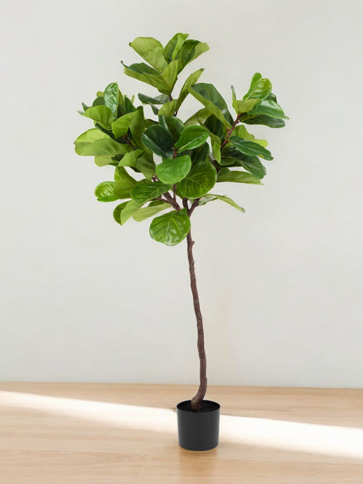 Ficus Lyrata - Konstgjorda Träd