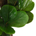 Konstgjord Ficus Lyrata 134 Blad 120 Cm Grön