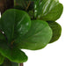 Konstgjord Ficus Lyrata 232 Blad 180 Cm Grön