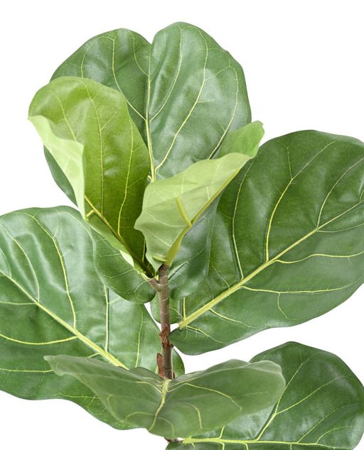 Konstgjord Ficus Lyrata 75 Cm Inomhusväxt