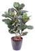 Konstgjord Ficus Lyrata 90 Cm Inomhus Grön Växt