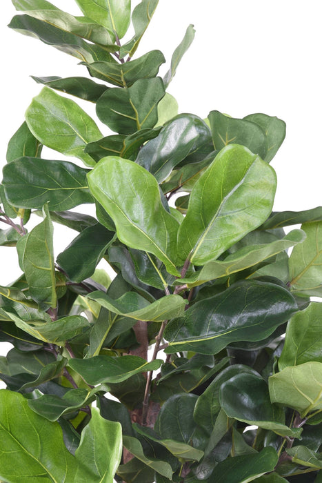 Konstgjord Ficus Lyrata H.180Cm Dekorativ Växt