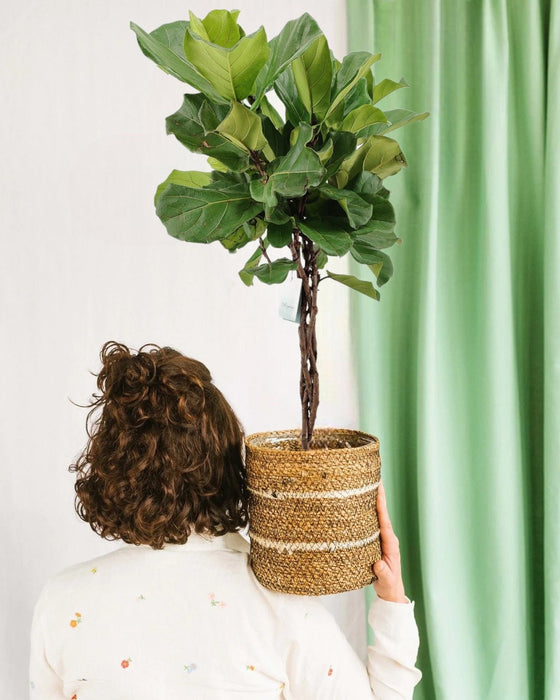 Ficus Lyrata Flätad Stam H100Cm