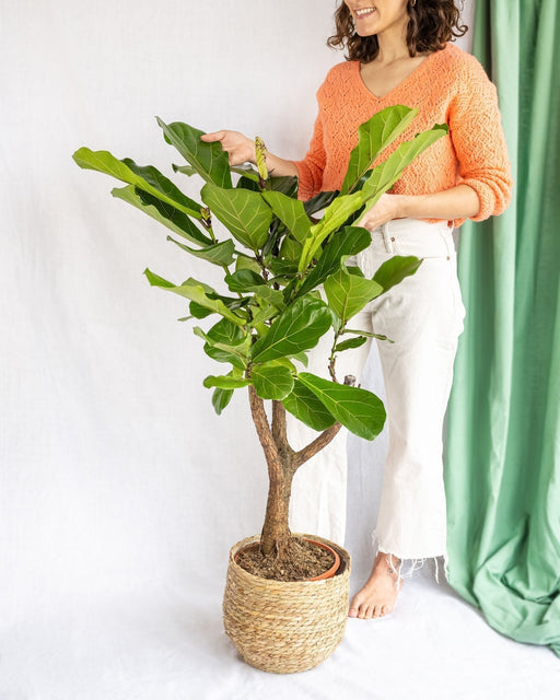 Ficus Lyrata XL