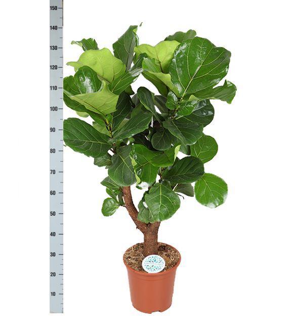 Ficus Lyrata Och Dess Kruka