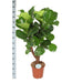 Ficus Lyrata Och Dess Kruka