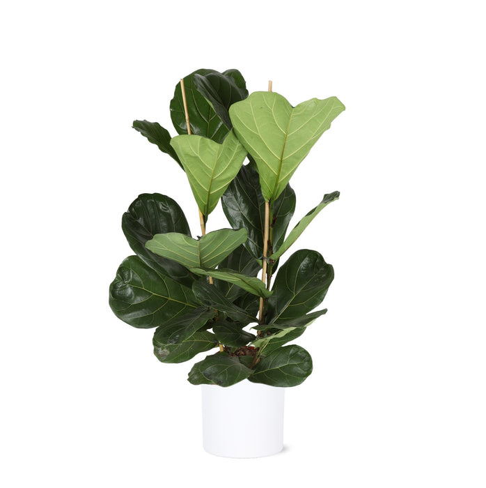 Ficus Lyrata Och Dess Kruka