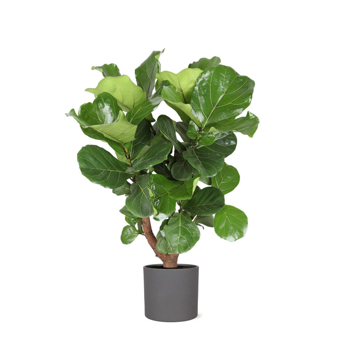 Ficus Lyrata Och Dess Kruka