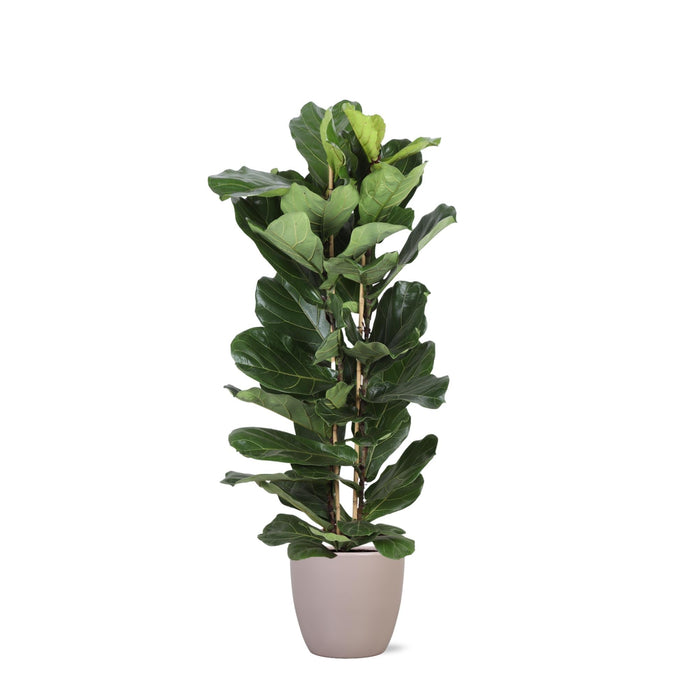 Ficus Lyrata Och Dess Kruka