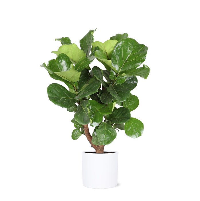 Ficus Lyrata Och Dess Kruka