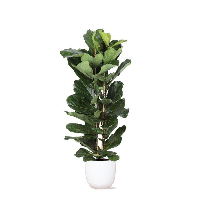 Ficus Lyrata Och Dess Kruka