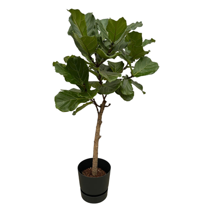 Ficus Lyrata Och Dess Kruka