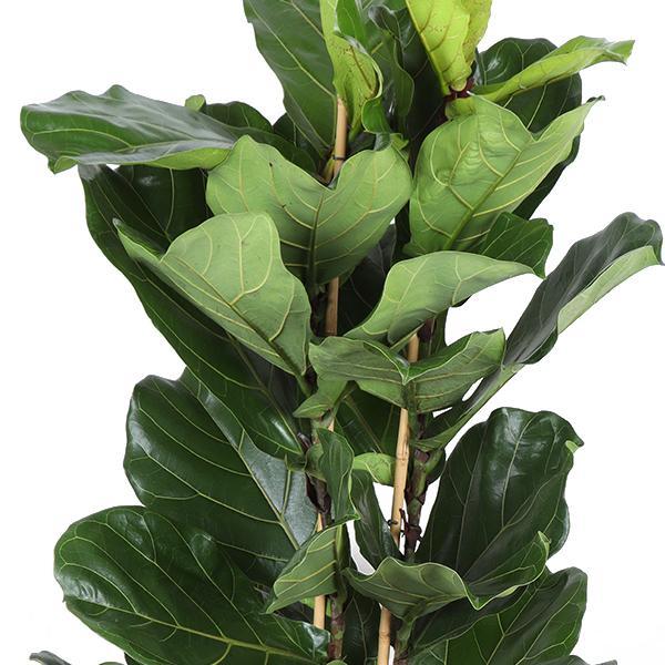 Ficus Lyrata Och Dess Kruka