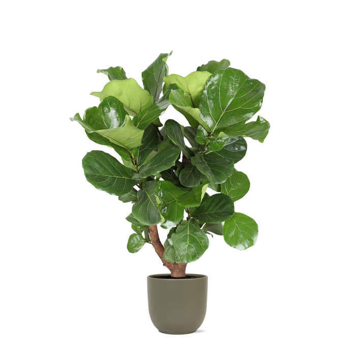 Ficus Lyrata Och Dess Kruka