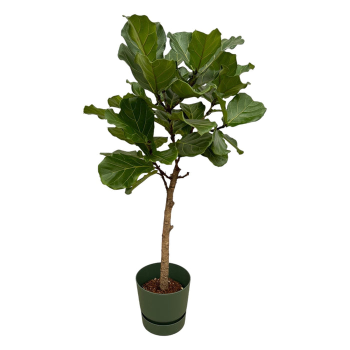 Ficus Lyrata Och Dess Kruka