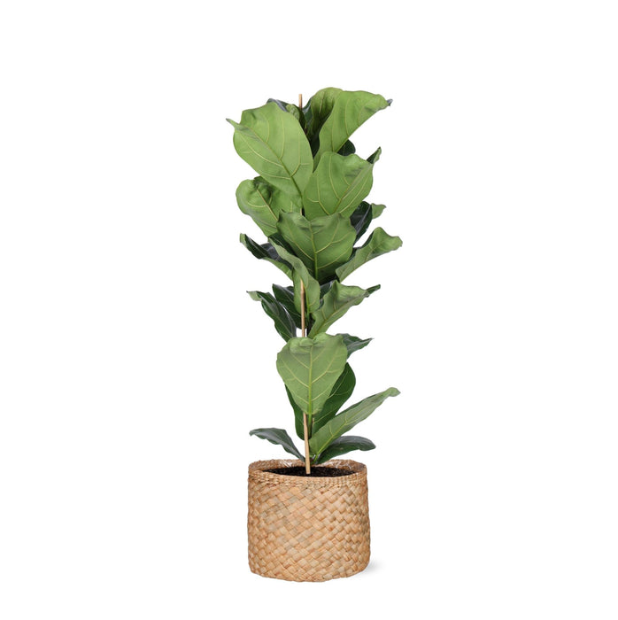 Ficus Lyrata Och Dess Kruka