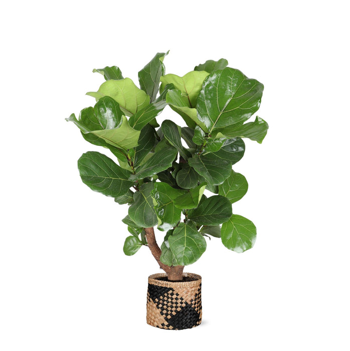 Ficus Lyrata Och Dess Kruka