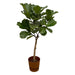 Ficus Lyrata Och Dess Kruka