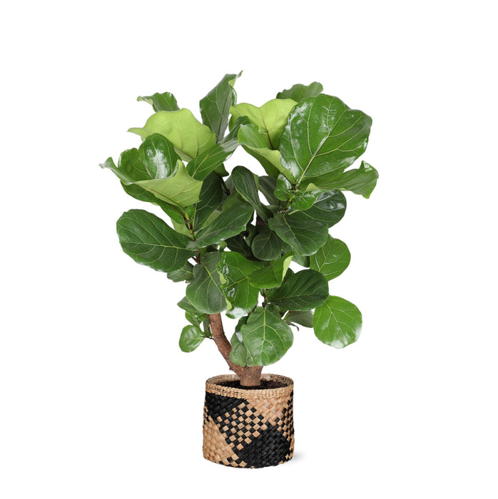 Ficus Lyrata Och Dess Kruka