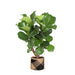 Ficus Lyrata Och Dess Kruka