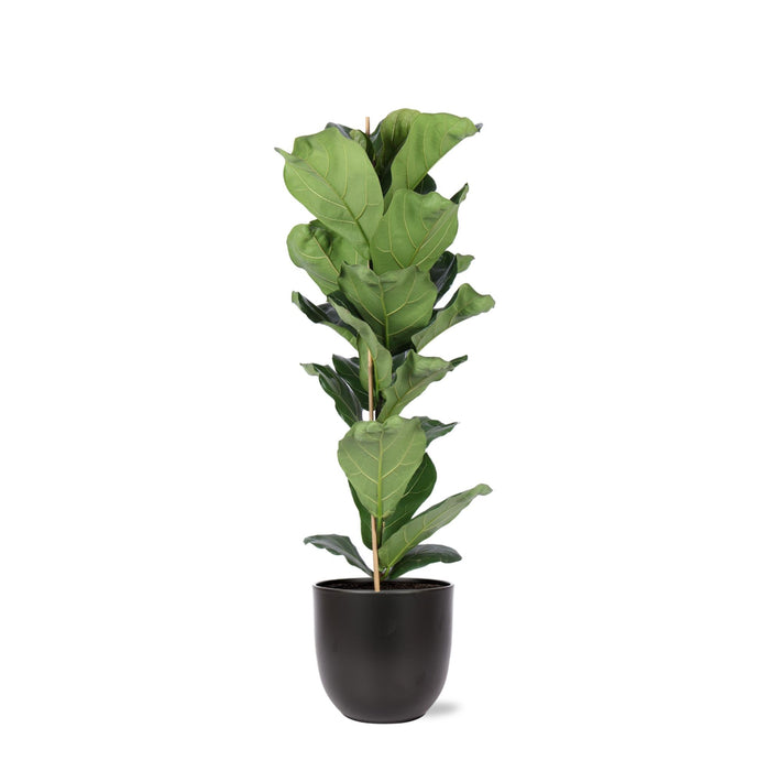 Ficus Lyrata Och Dess Kruka