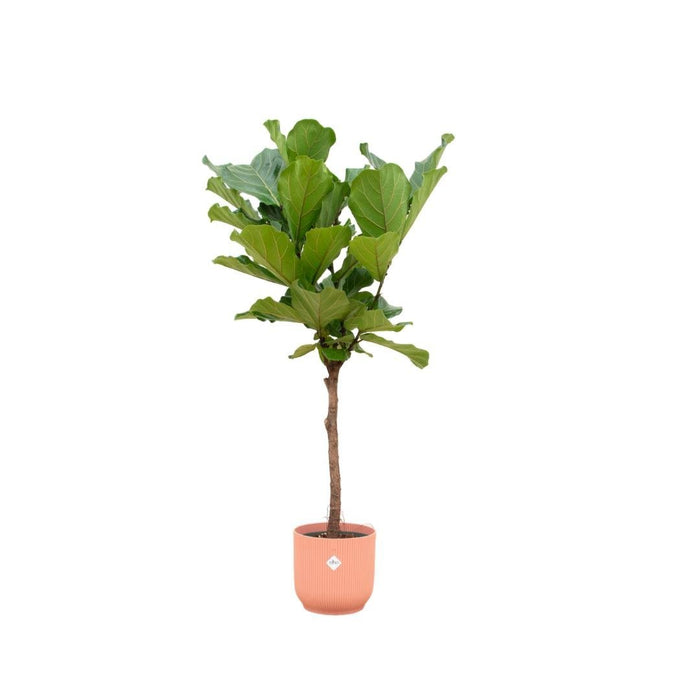 Ficus Lyrata Och Dess Kruka