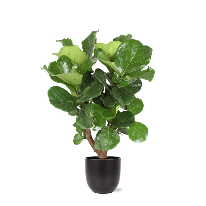 Ficus Lyrata Och Dess Kruka