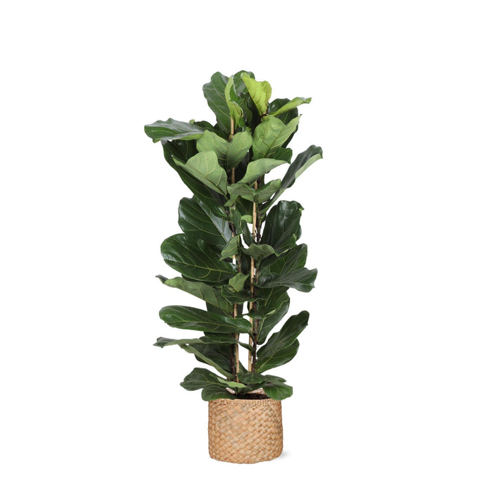 Ficus Lyrata Och Dess Kruka