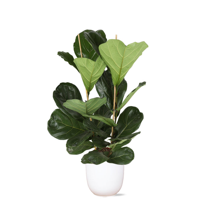 Ficus Lyrata Och Dess Kruka