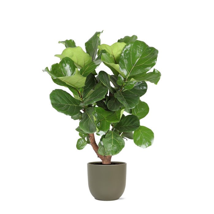 Ficus Lyrata Och Dess Kruka