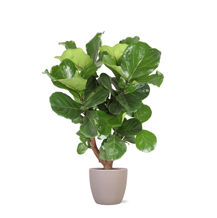 Ficus Lyrata Och Dess Kruka