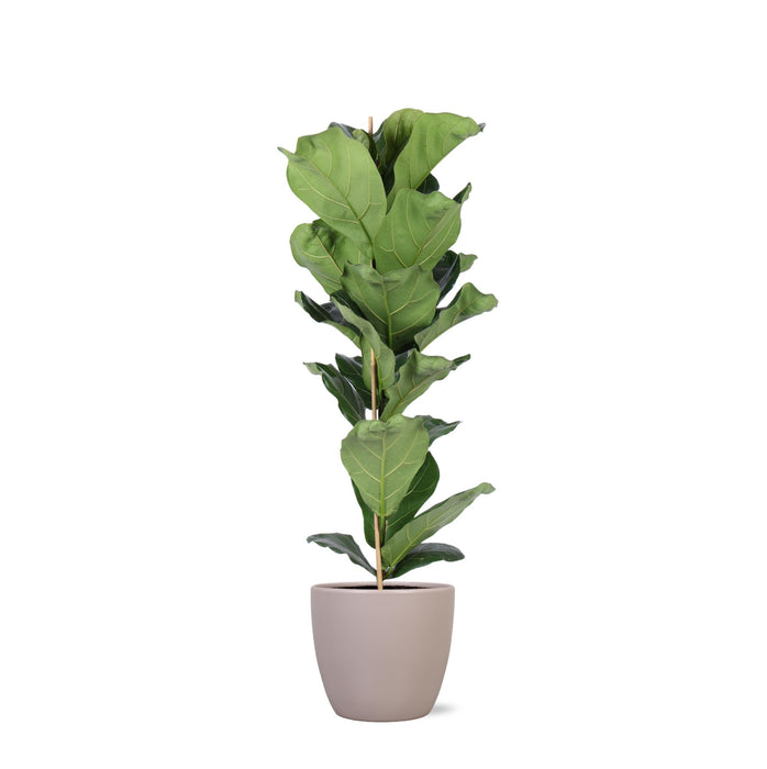 Ficus Lyrata Och Dess Kruka