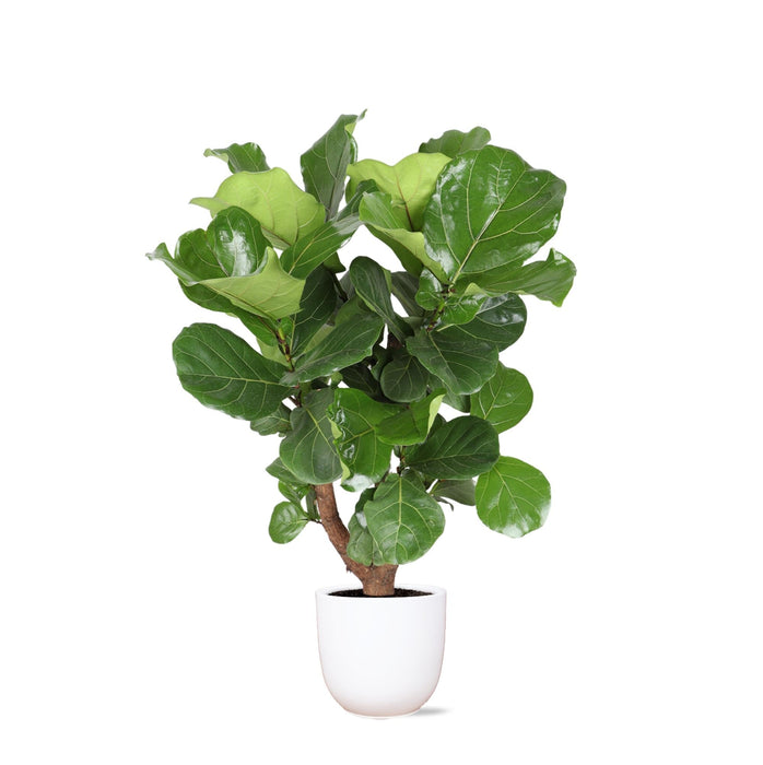 Ficus Lyrata Och Dess Kruka