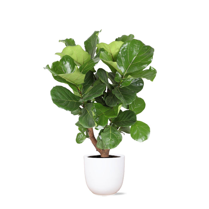 Ficus Lyrata Och Dess Kruka