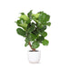 Ficus Lyrata Och Dess Kruka