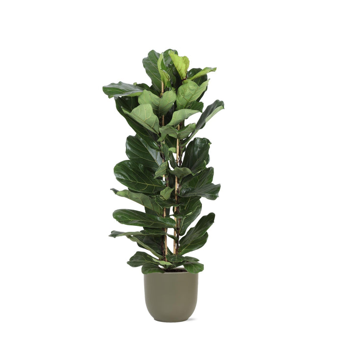 Ficus Lyrata Och Dess Kruka