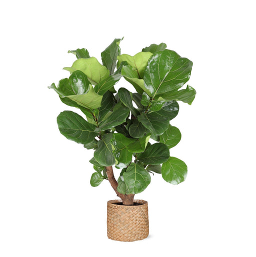 Ficus Lyrata Och Dess Kruka