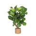 Ficus Lyrata Och Dess Kruka