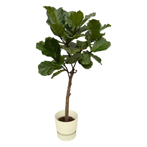 Ficus Lyrata Och Dess Kruka